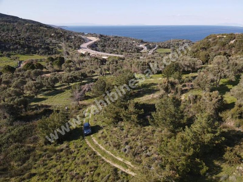 KARABURUN MORDOĞAN ARDIÇ YENİ YOL ÜSTÜ SATILIK TARLA