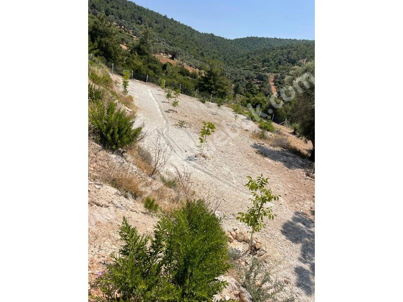 İZMİR KARABURUN MORDOĞAN ĶÖYÜNDE SATILIK TARLA