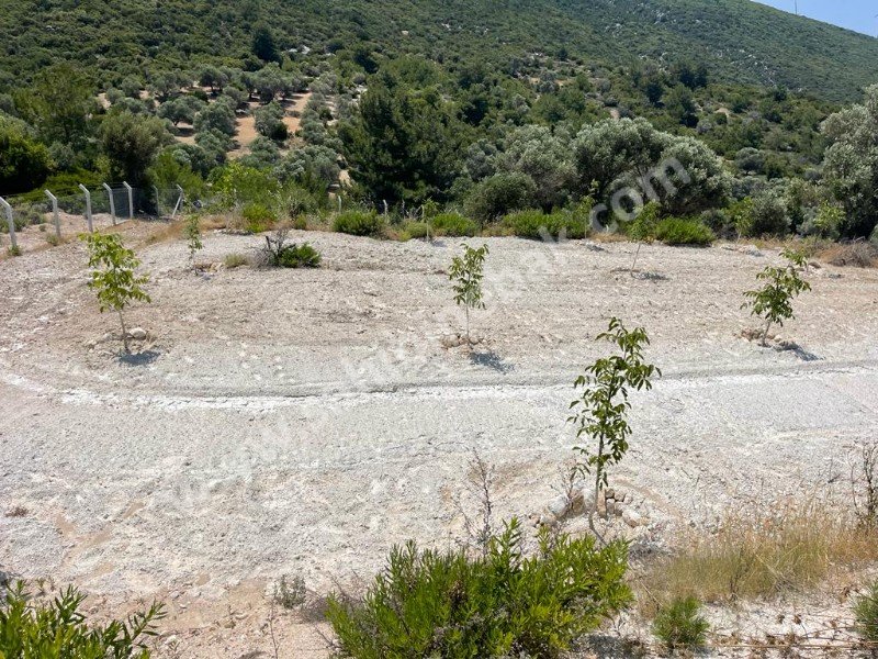 İZMİR KARABURUN MORDOĞAN ĶÖYÜNDE SATILIK TARLA