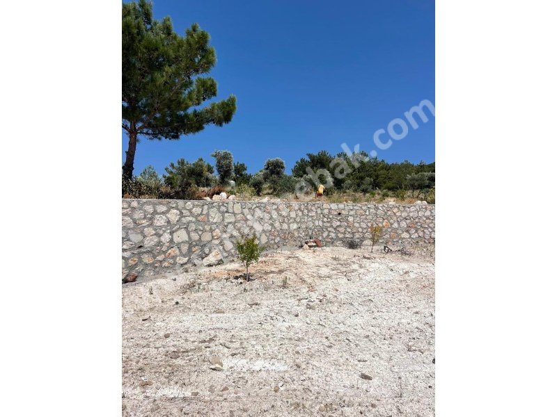 İZMİR KARABURUN MORDOĞAN ĶÖYÜNDE SATILIK TARLA