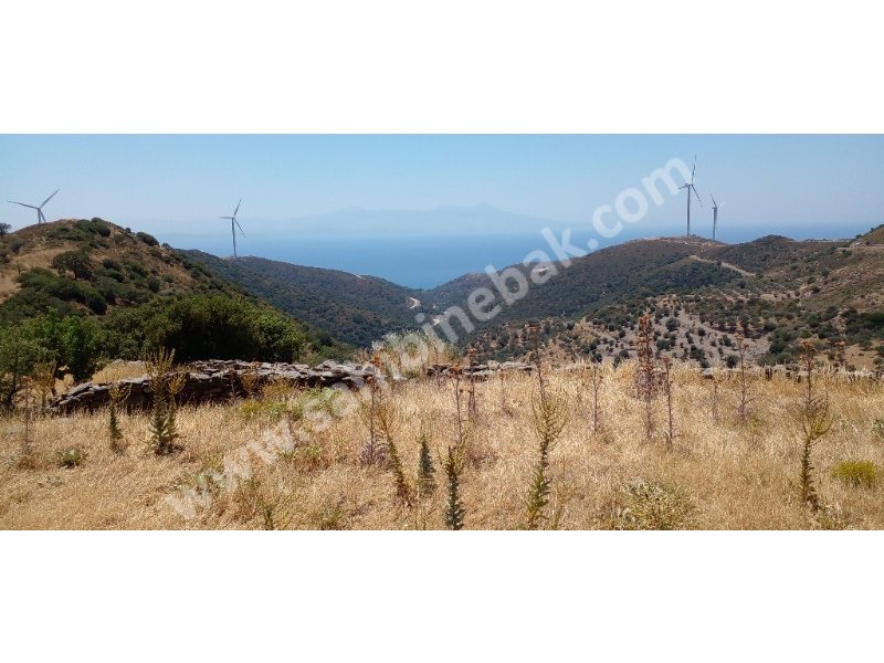 İZMİR KARABURUN SARPINCIKTA SATILIK TARLA
