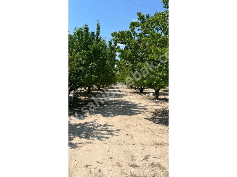 ISPARTA YALVAÇ YUKARI TIRTARDA SATILIK 8975 M2 GAYISI BAHÇESİ