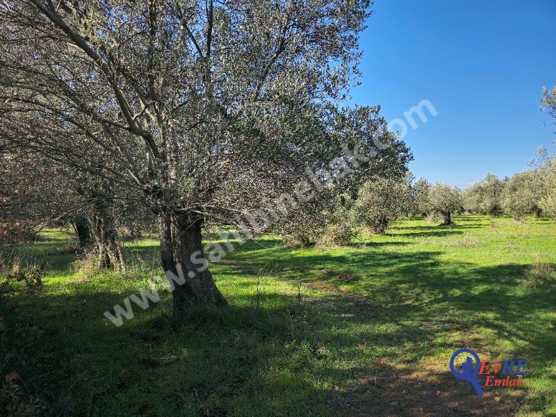Balıkesir Sahilkentte Plaja Yakın Satılık 8.913 m2 Zeytinlik