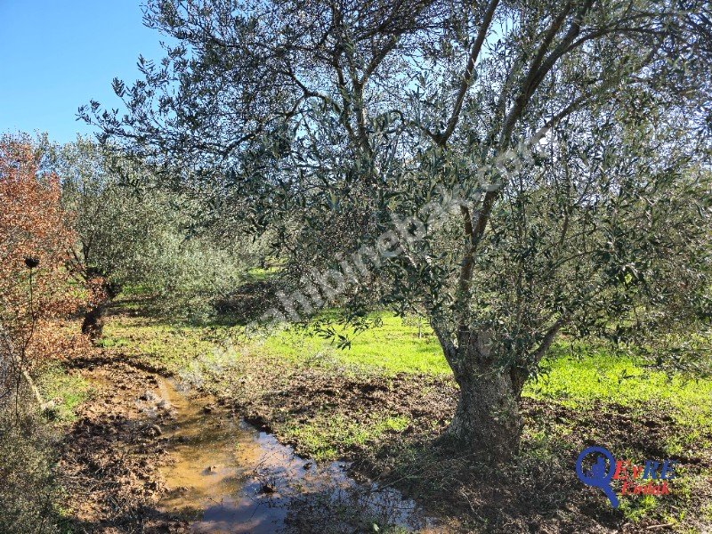 Balıkesir Sahilkentte Plaja Yakın Satılık 8.913 m2 Zeytinlik