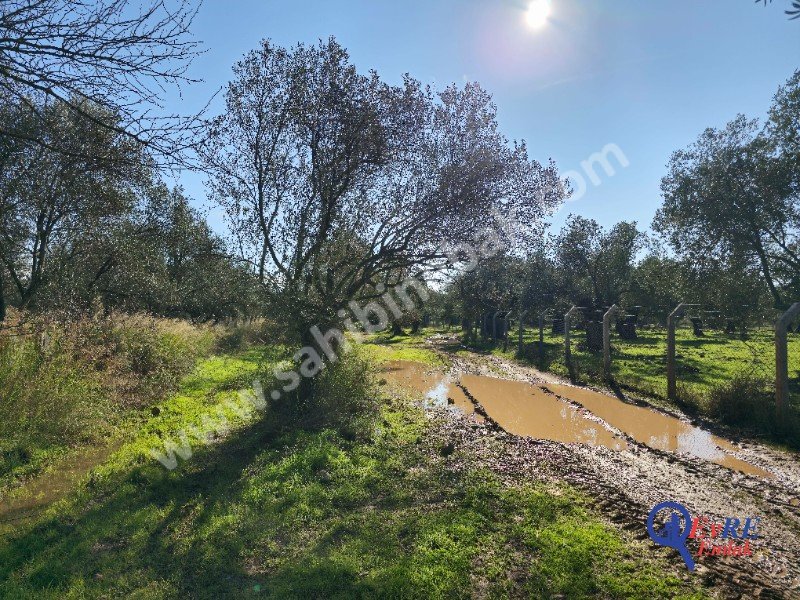 Balıkesir Sahilkentte Plaja Yakın Satılık 8.913 m2 Zeytinlik