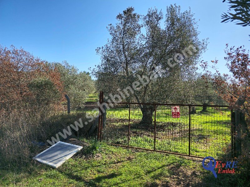 Balıkesir Sahilkentte Plaja Yakın Satılık 8.913 m2 Zeytinlik