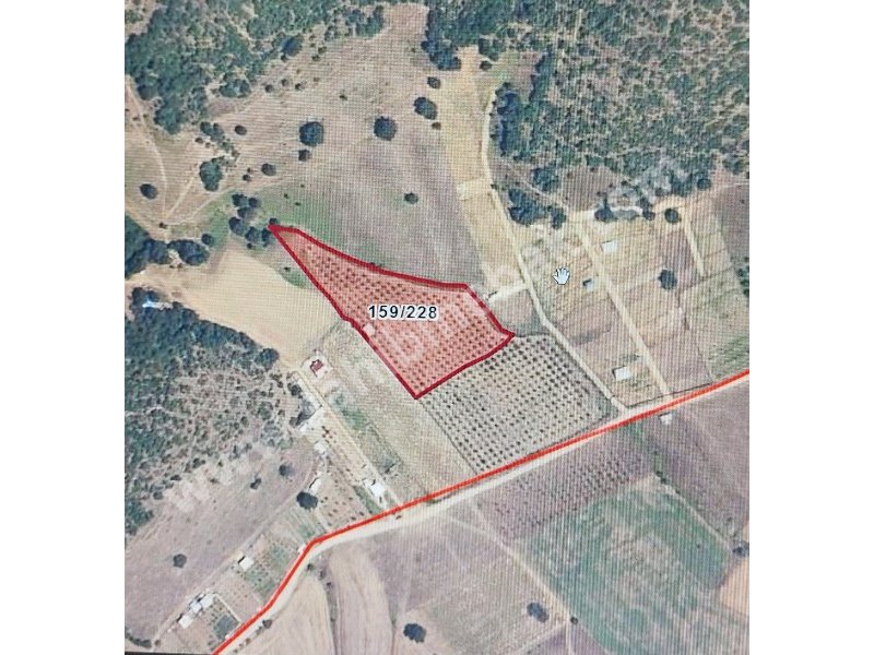 BURSA YENİŞEHİR BURCUN'DA SATILIK 7224 m2 ARMUT BAHÇESİ