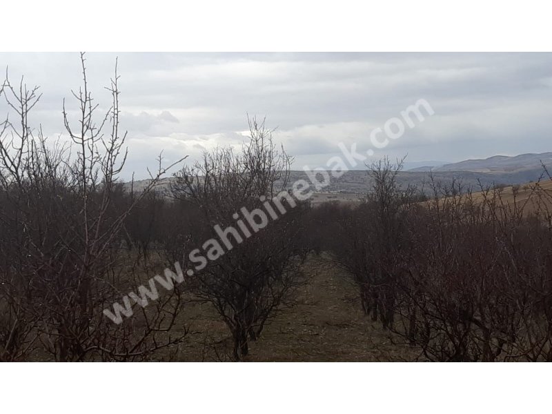 ISPARTA YALVAÇ KÖRKÜLERDE SATILIK 39342 M2 BADEMLİK