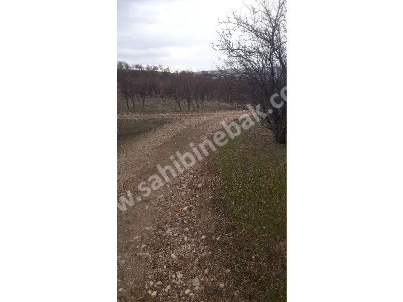 ISPARTA YALVAÇ KÖRKÜLERDE SATILIK 39342 M2 BADEMLİK