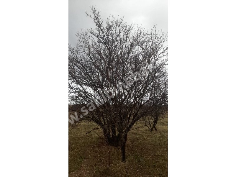 ISPARTA YALVAÇ KÖRKÜLERDE SATILIK 39342 M2 BADEMLİK
