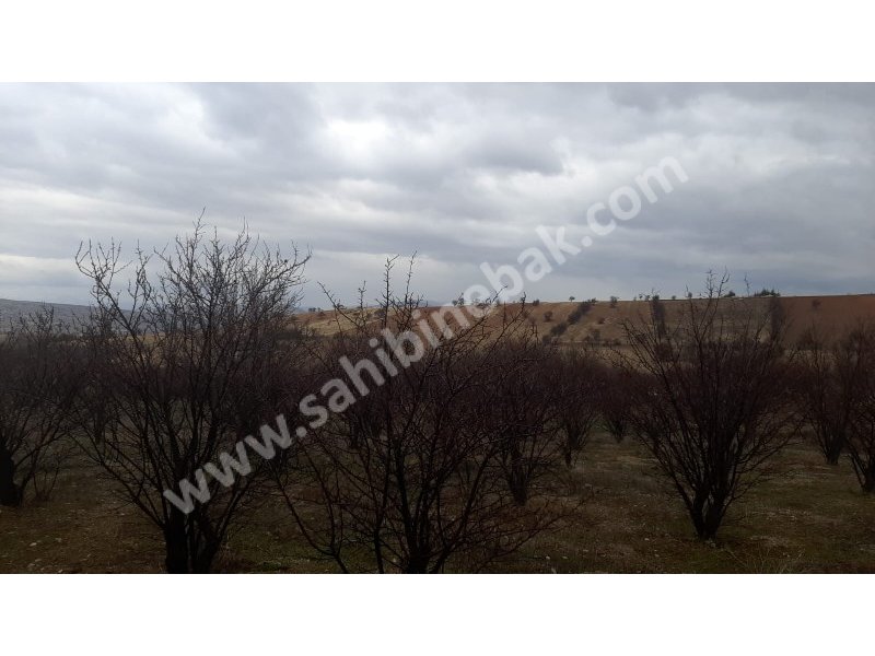 ISPARTA YALVAÇ KÖRKÜLERDE SATILIK 39342 M2 BADEMLİK
