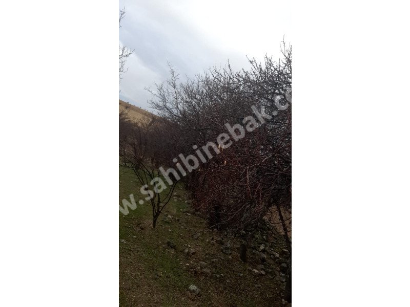 ISPARTA YALVAÇ KÖRKÜLERDE SATILIK 39342 M2 BADEMLİK
