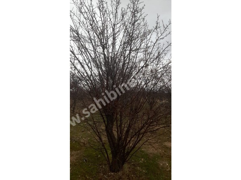 ISPARTA YALVAÇ KÖRKÜLERDE SATILIK 39342 M2 BADEMLİK