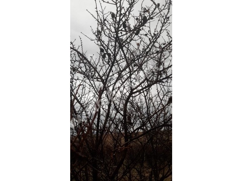 ISPARTA YALVAÇ KÖRKÜLERDE SATILIK 39342 M2 BADEMLİK
