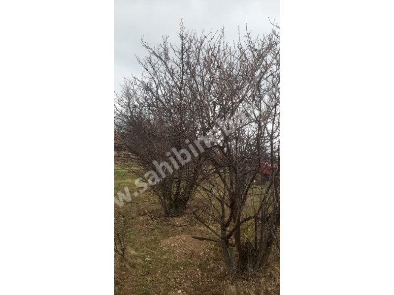 ISPARTA YALVAÇ KÖRKÜLERDE SATILIK 39342 M2 BADEMLİK