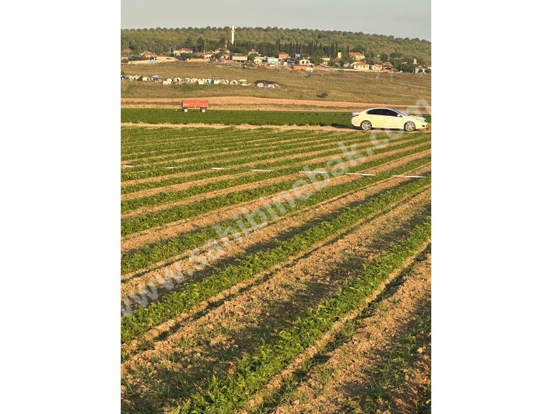 BURSA KARACABEY GÖNÜ KÖYÜNDE SATILIK 3108 m2 TARLA