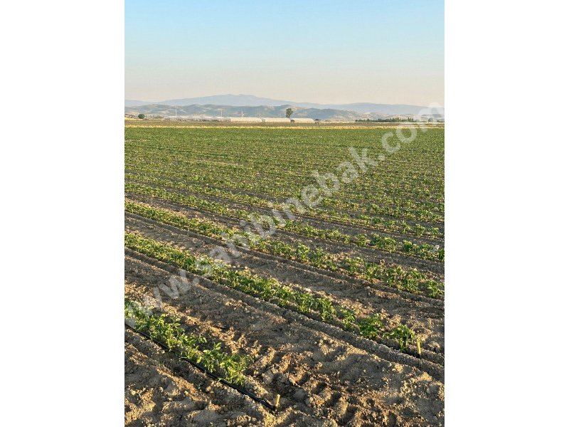 BURSA KARACABEY GÖNÜ KÖYÜNDE SATILIK 3108 m2 TARLA