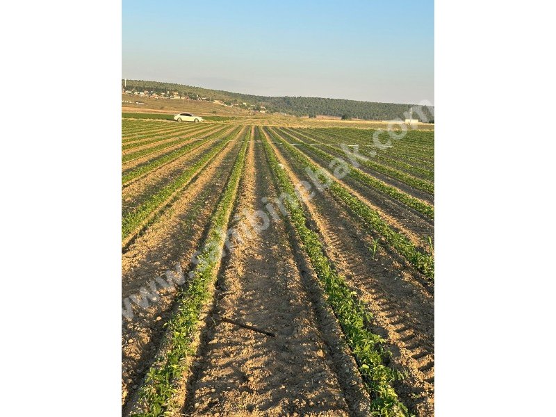 BURSA KARACABEY GÖNÜ KÖYÜNDE SATILIK 3108 m2 TARLA