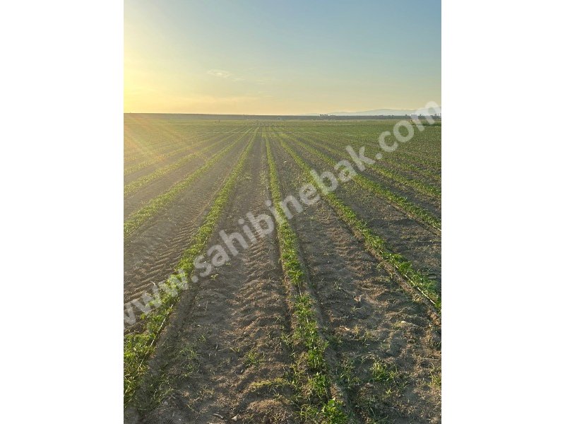 BURSA KARACABEY GÖNÜ KÖYÜNDE SATILIK 3108 m2 TARLA