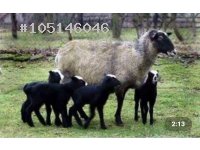 Safkan romanov koyunları