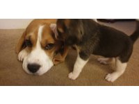 Beagle yavruları dost pet