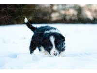 Border collie yavruları dost pet