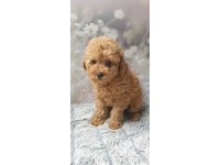 Toy poodle yavruları dost pet