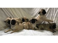 Pug mops yavruları dost pet