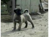 Safkan kangal yavrular