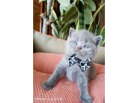 British Shorthair YAVRULARIMIZ