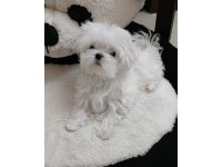 Yavru Terrier Maltese