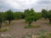 Ankara Ayaş Oltan Mah. Sahibinden Satılık 8.000 m2 Bahçe